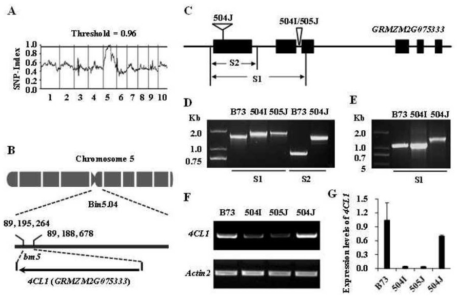 Mutant gene identification, variation and molecular markers of maize brown midrib5 (bm5) mutant