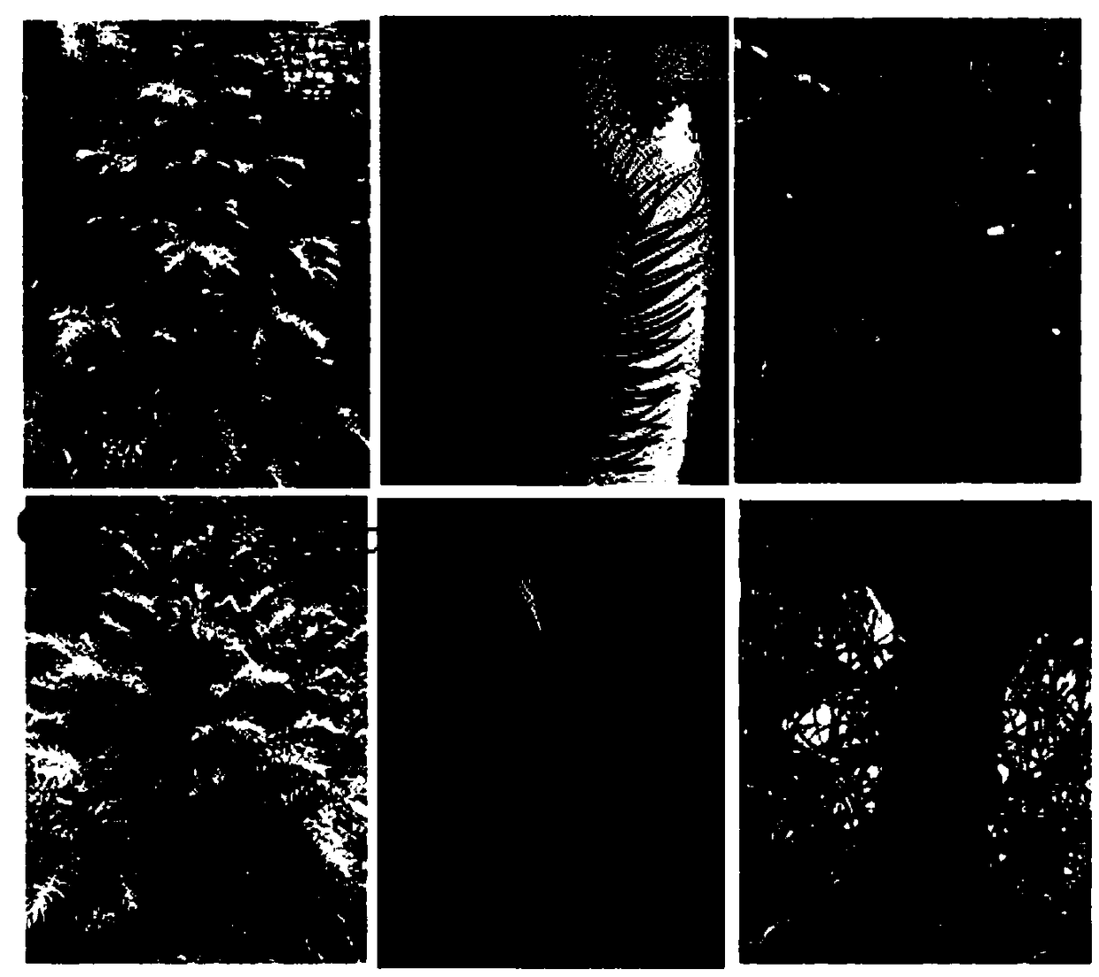 Method for inducted rooting by taking coppice shoot of fir as explant