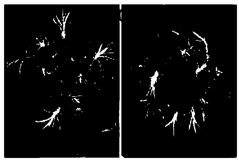 Method for inducted rooting by taking coppice shoot of fir as explant