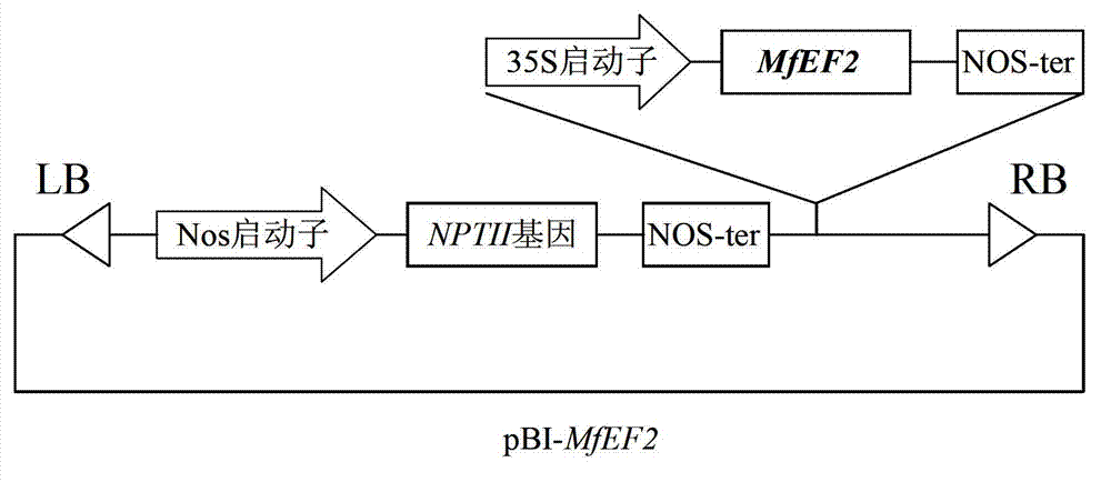 Sickle alfalfa elongation factor 2MfEF2 as well as coding gene and application thereof