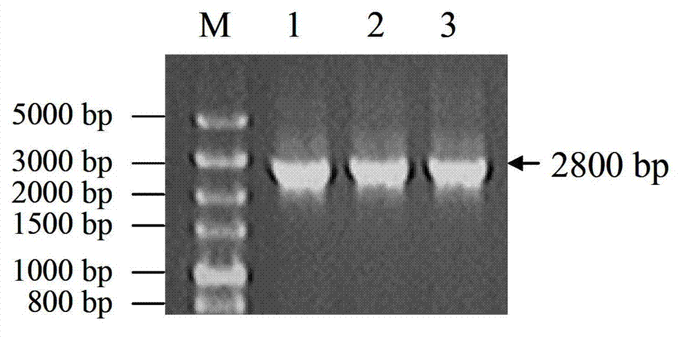 Sickle alfalfa elongation factor 2MfEF2 as well as coding gene and application thereof