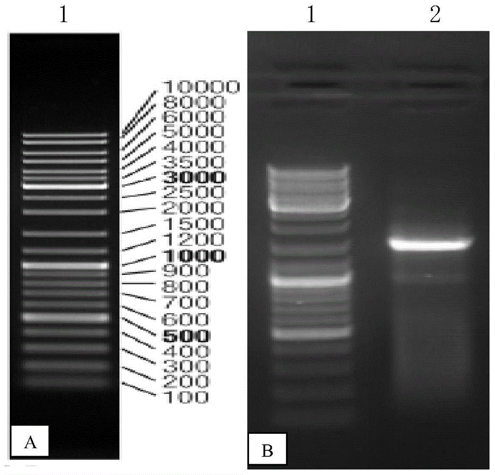 A kind of Pseudomonas fluorescens and its application