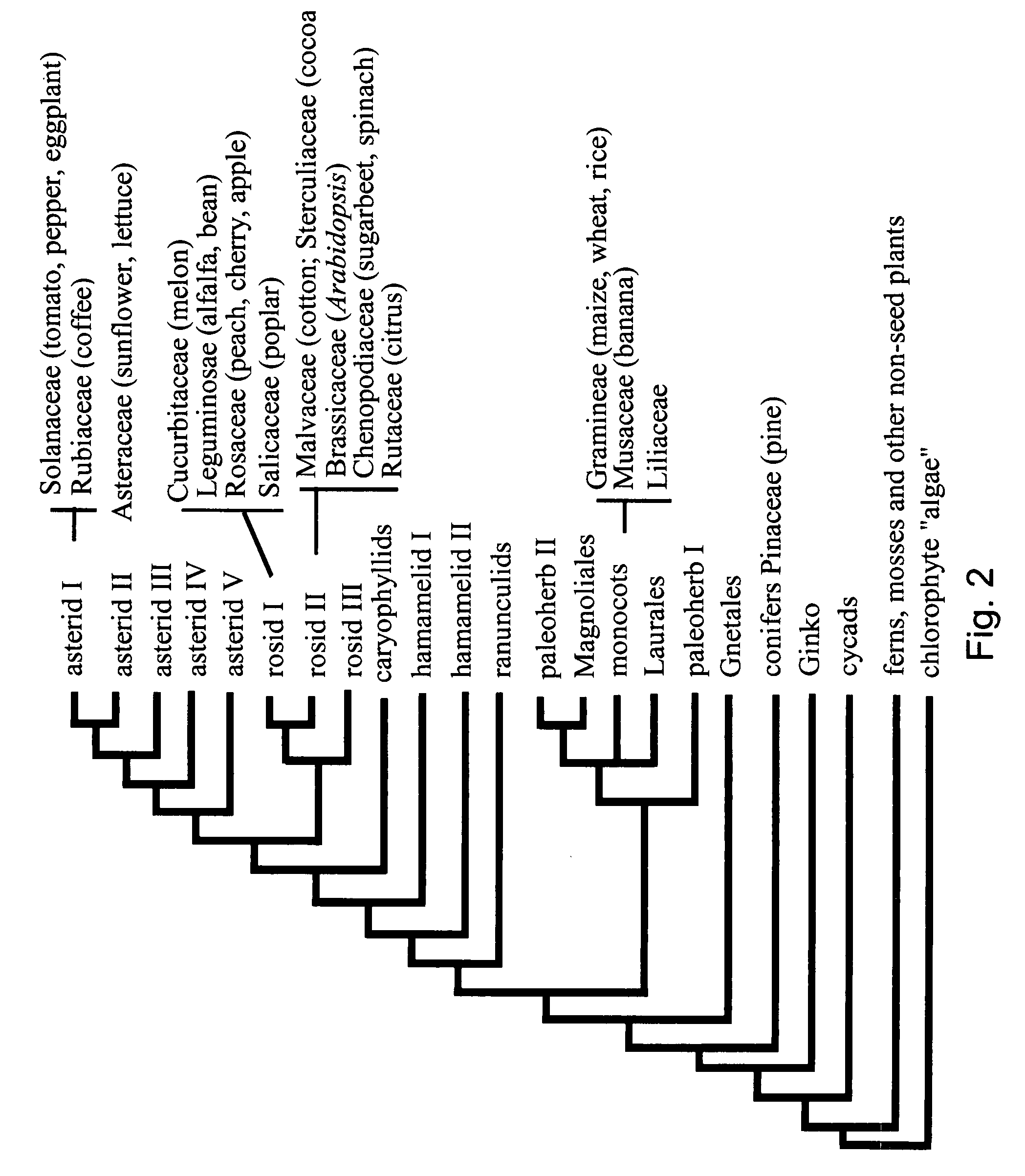 Early flowering in genetically modified plants