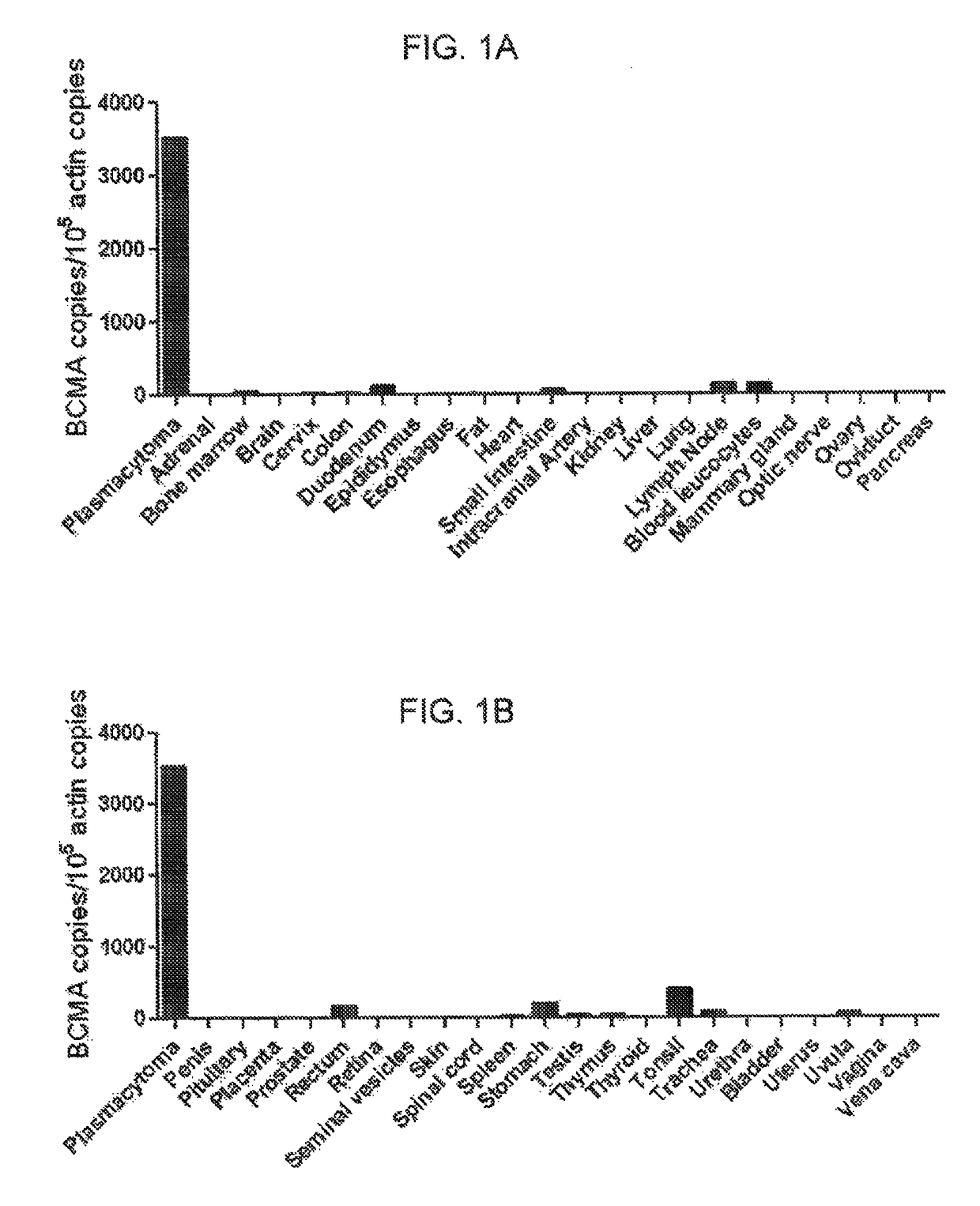 Chimeric antigen receptors targeting B-cell maturation antigen