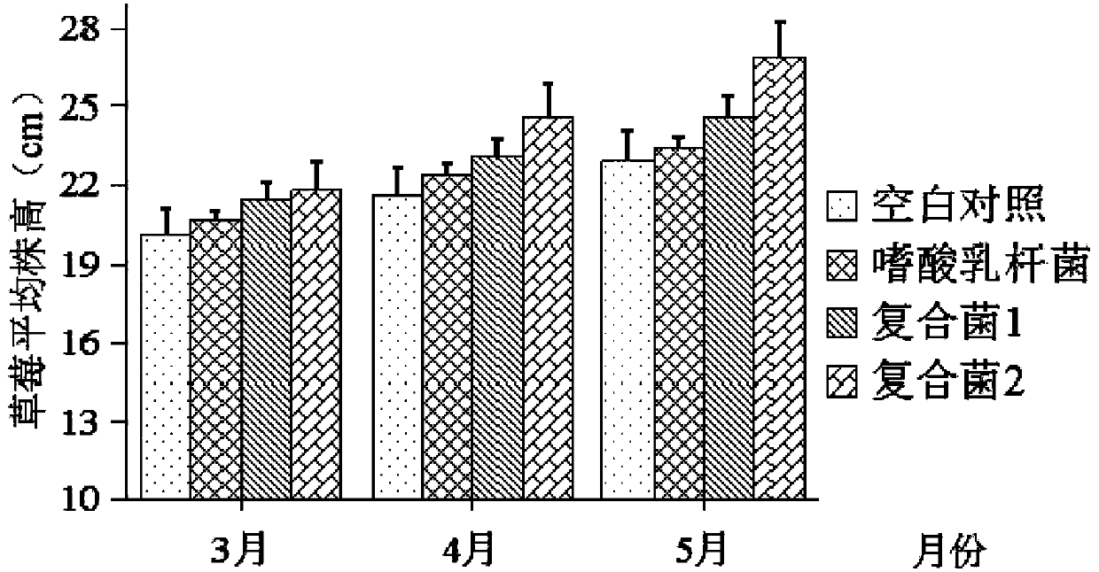 A kind of compound lactic acid bacteria agent for promoting strawberry growth and its application