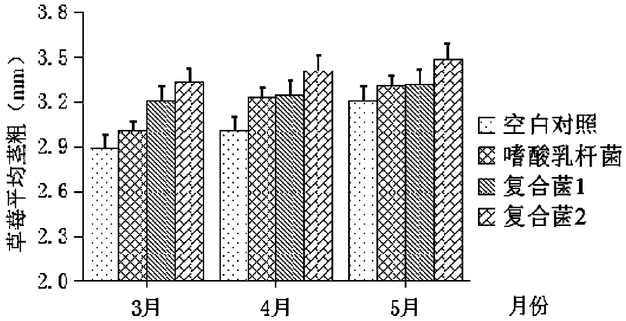 A kind of compound lactic acid bacteria agent for promoting strawberry growth and its application