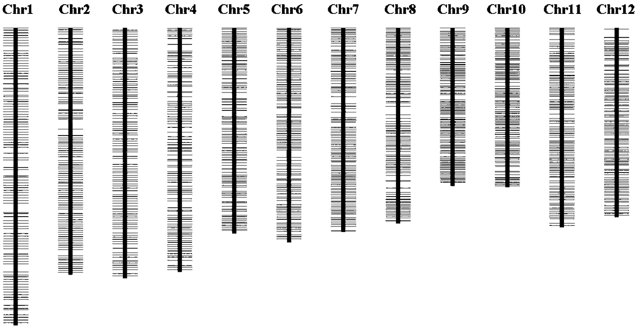 SNP molecular marker for rice genotyping and application thereof