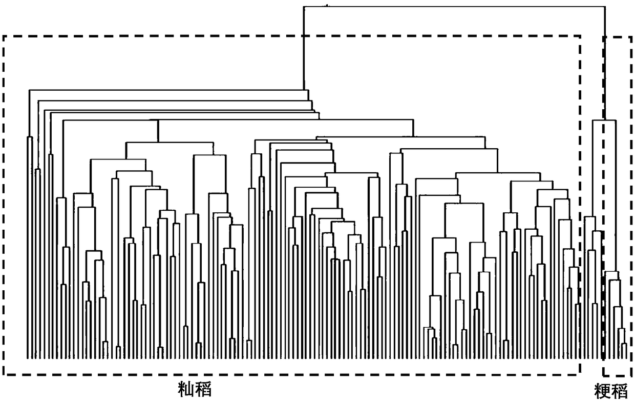 SNP molecular marker for rice genotyping and application thereof