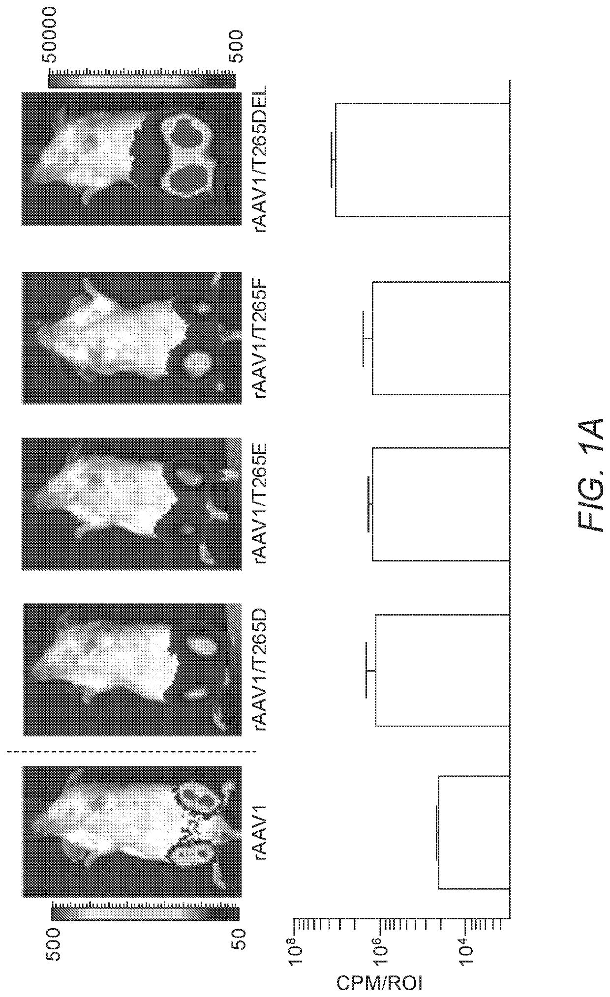 Modified Capsid Proteins for Enhanced Delivery of Parvovirus Vectors