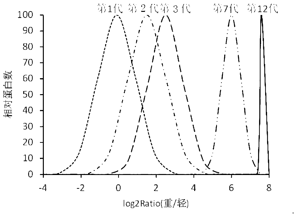 Method for labeling escherichia coli proteome by using SILAC (Stable Isotope Labeling with Amino Acids in Cell Cultures) and special culture medium