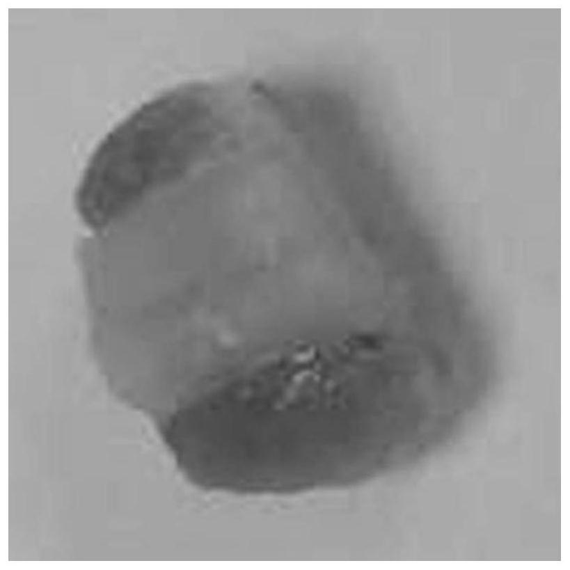 A Method for Effectively Improving the Excision Rate of Parathyroid Histopathological Slices in Experimental Animals