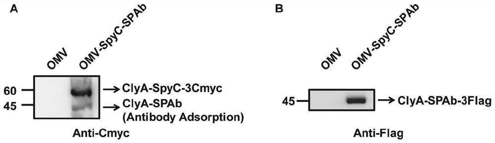 Bacterial outer membrane vesicle carrier and its preparation method and application