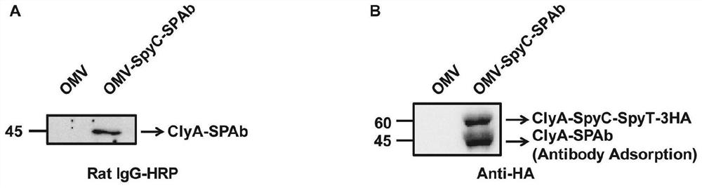 Bacterial outer membrane vesicle carrier and its preparation method and application