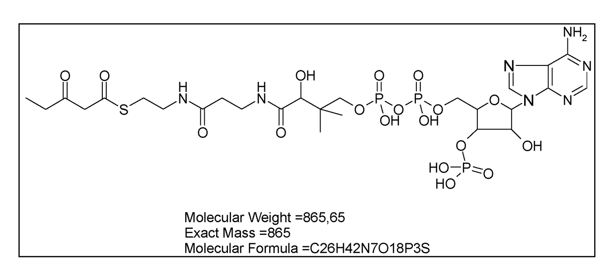 Microorganism modified for the assimilation of levulinic acid