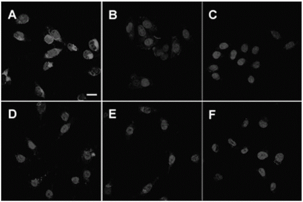 Polymers and oligomers with aggregation-induced emission characteristics for imaging and image-guided therapy