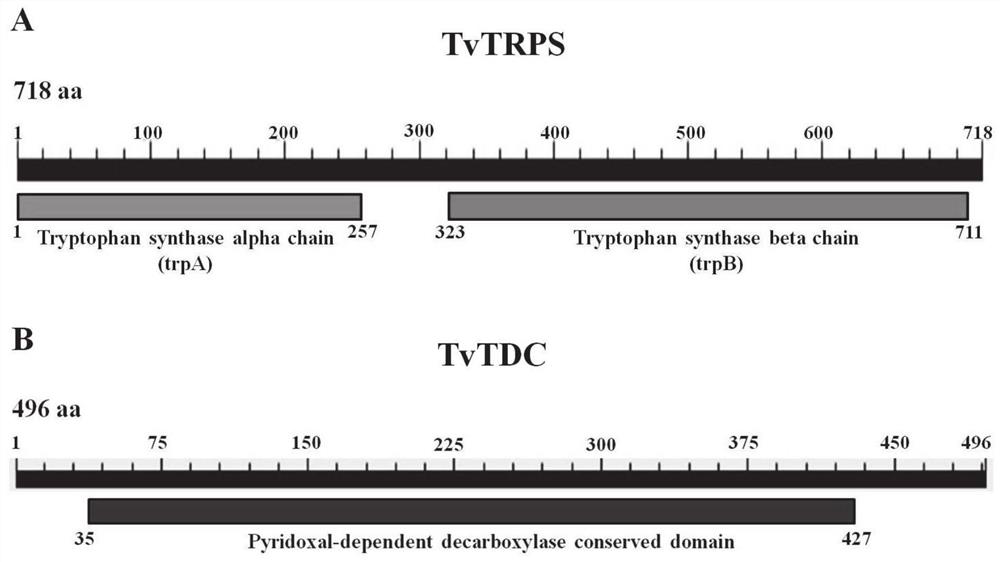 High-yield IAA Trichoderma viride engineering bacterial strain, and construction method and application thereof