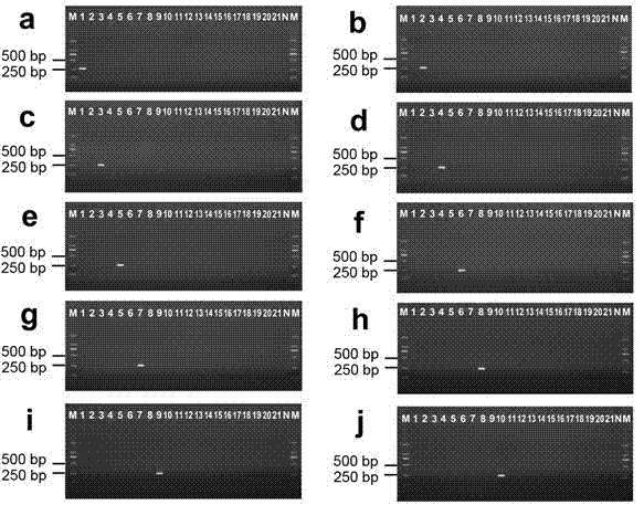 Species-specific PCR method for rapidly identifying ten sea cucumber species