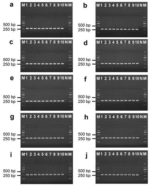 Species-specific PCR method for rapidly identifying ten sea cucumber species