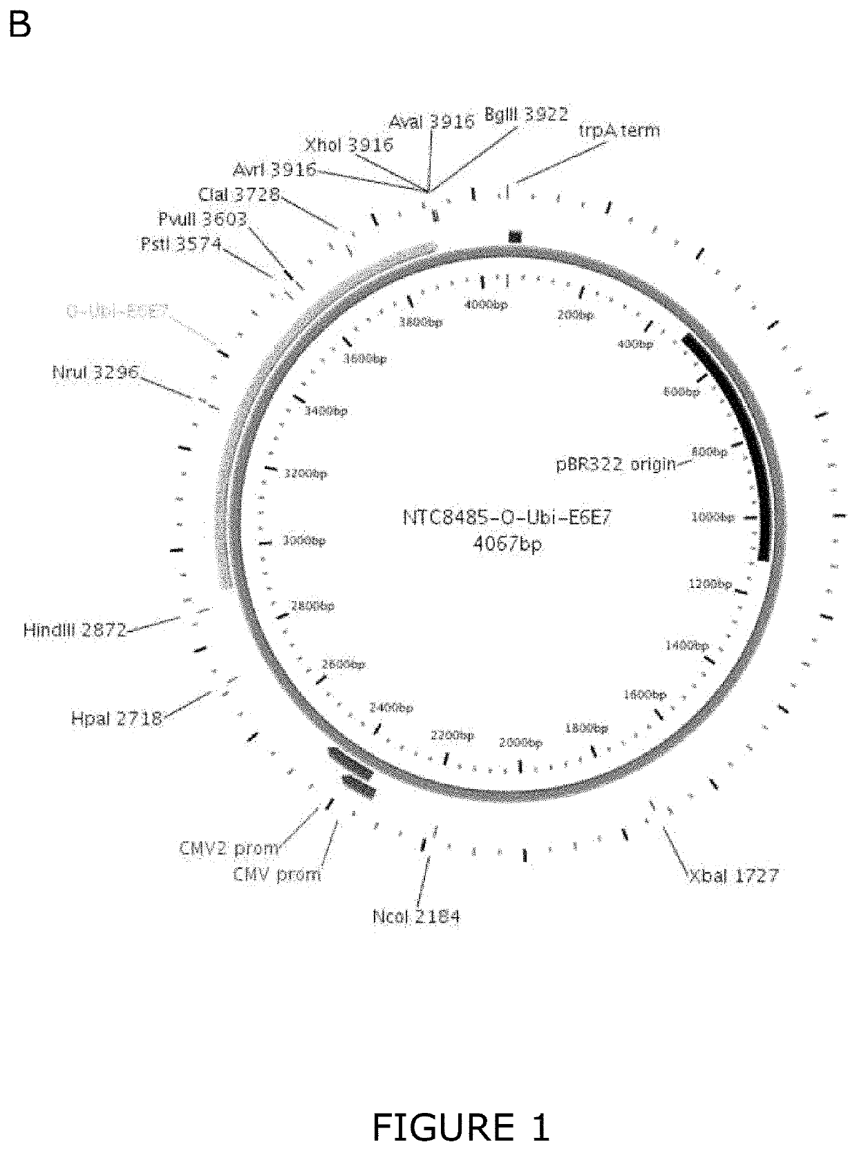 Immunomodulating composition for treatment