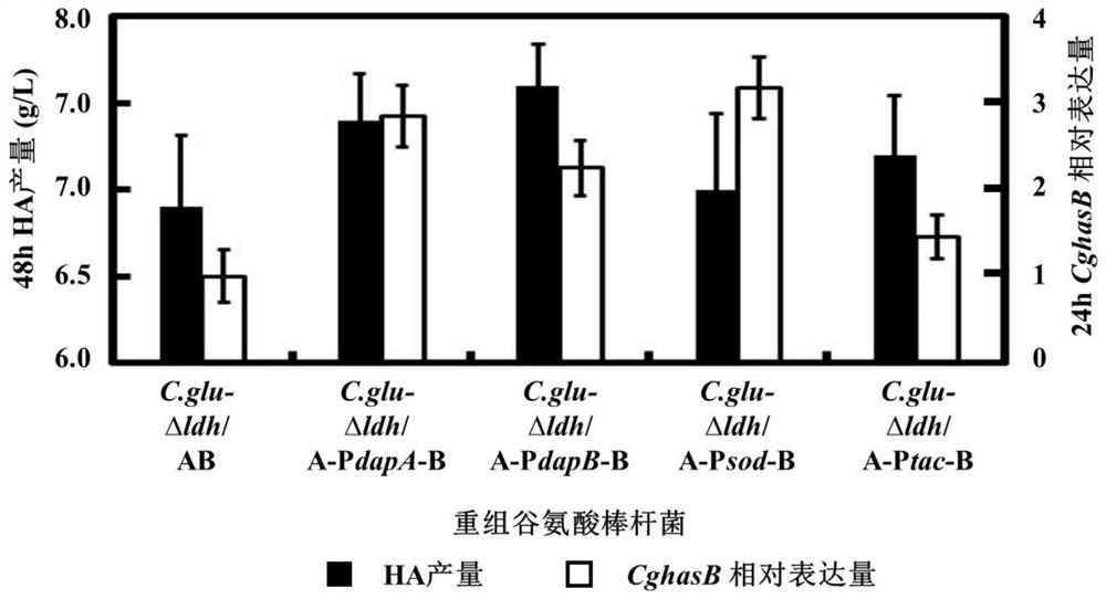 A recombinant bacterium with high hyaluronic acid production and its construction method and application