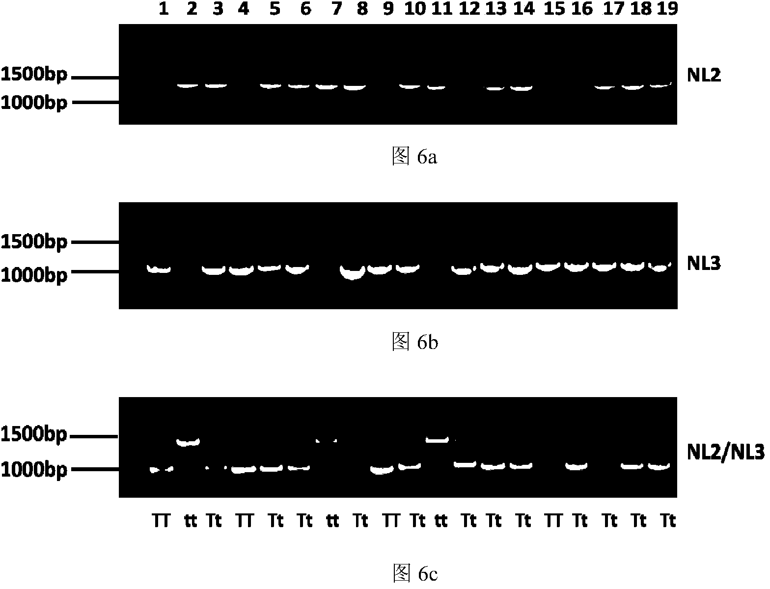 Applications of double-SNP marker in detection of Tomato yellow leaf curl disease-resistant gene