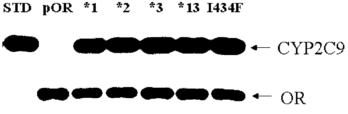 CYP2C9 gene fragment containing 1300A&gt;T mutation, protein fragment encoded through same and application thereof