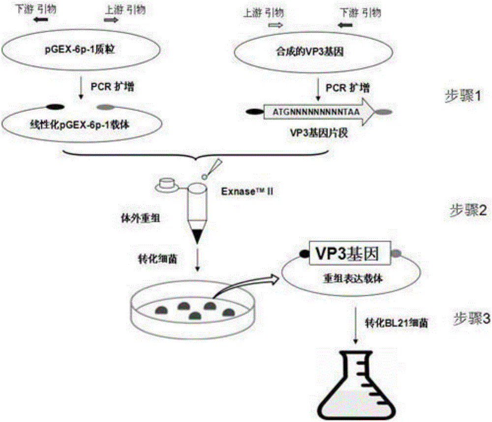 Preparation method of GyV7 ring virus VP3 protein