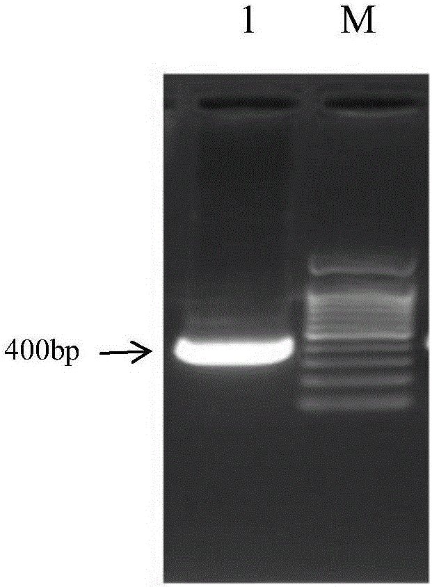 Preparation method of GyV7 ring virus VP3 protein