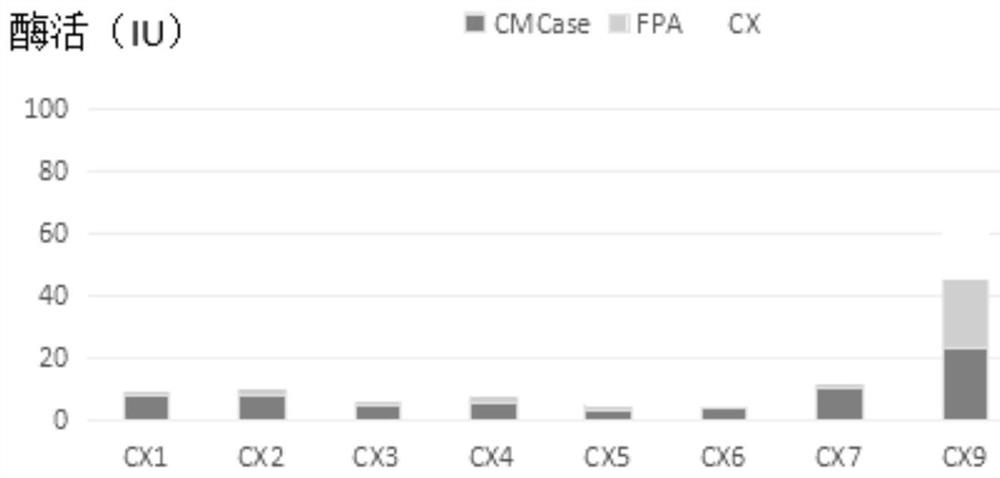 A cellulose-degrading bacterium cx9 from termite gut and its application