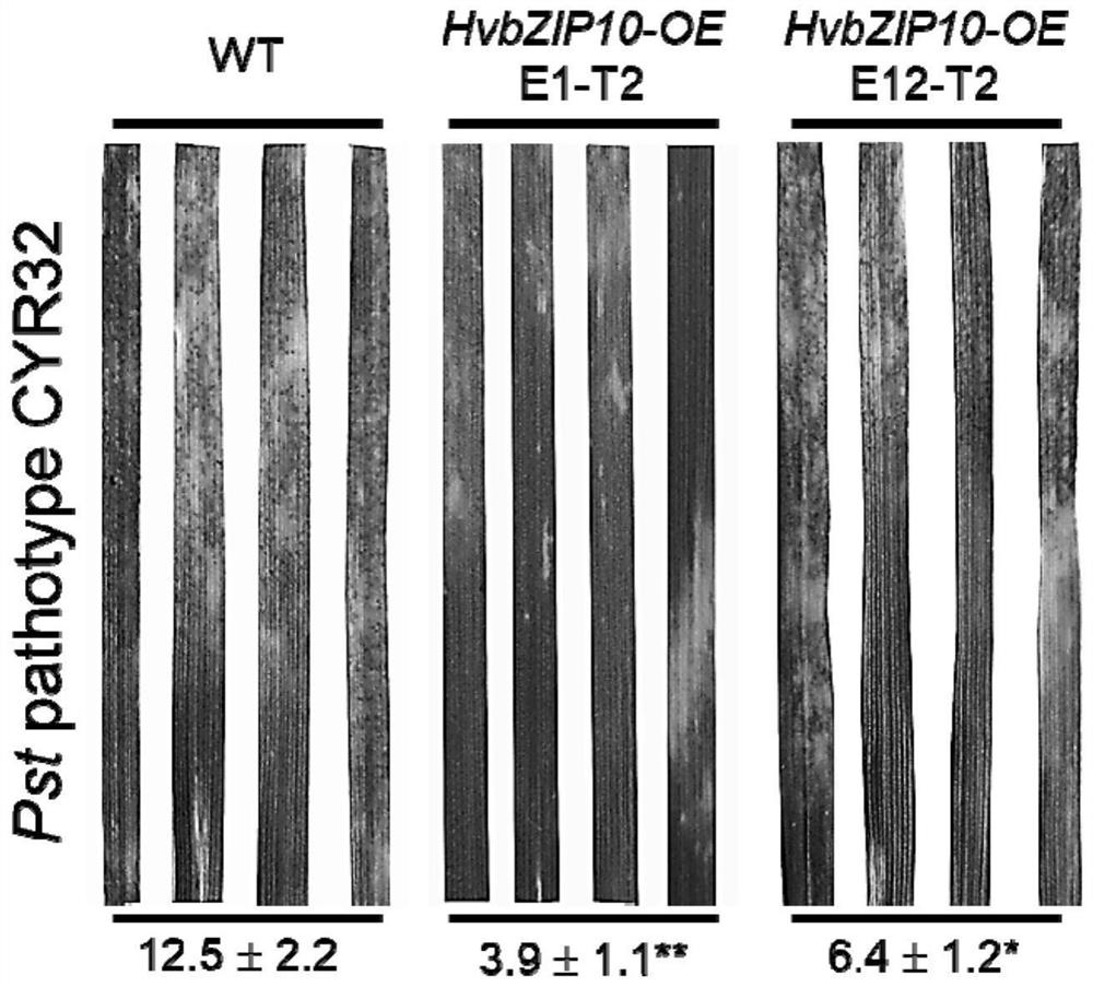 Barley Transcription Factor hvbzip10 Gene and Its Application in Wheat Resistance to Stripe Rust and Leaf Rust