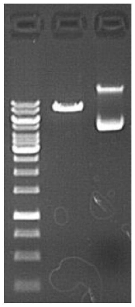 Application of human DSN1 gene and related products