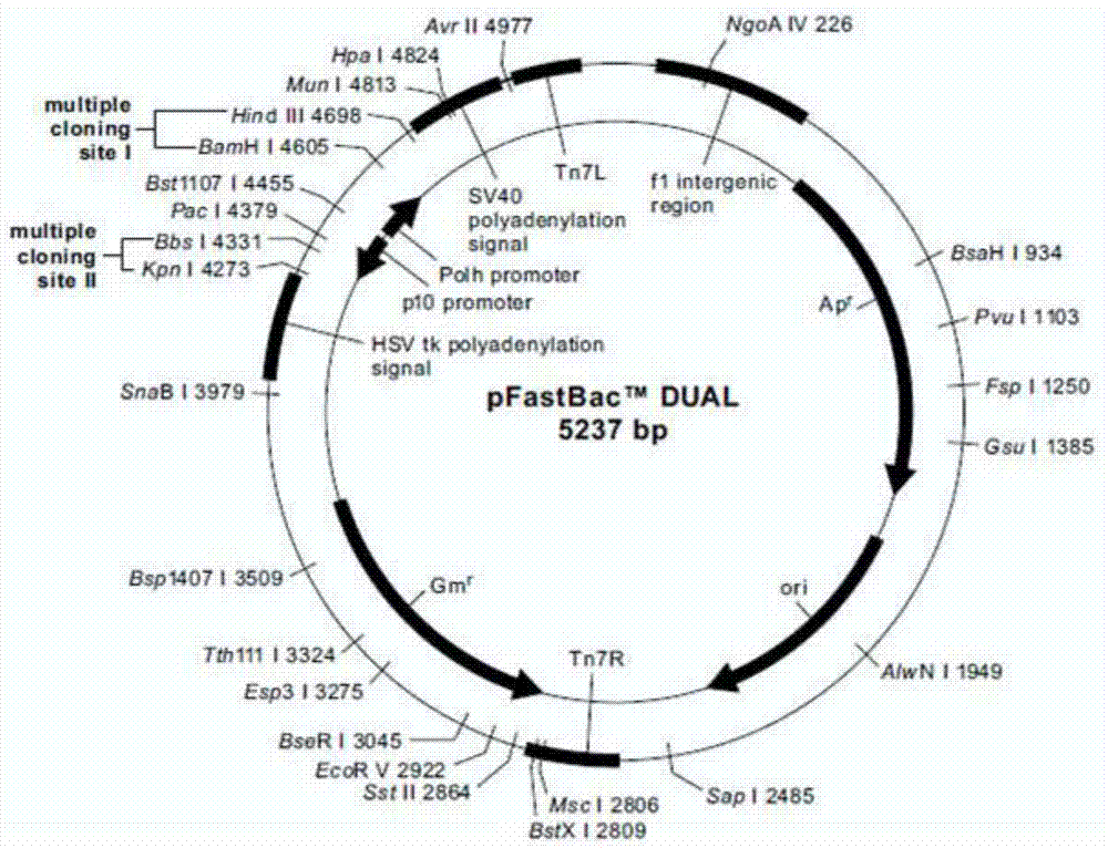 Recombinant vector, recombinant baculovirus prepared with the same and application of virus in preparation of malaria vaccines