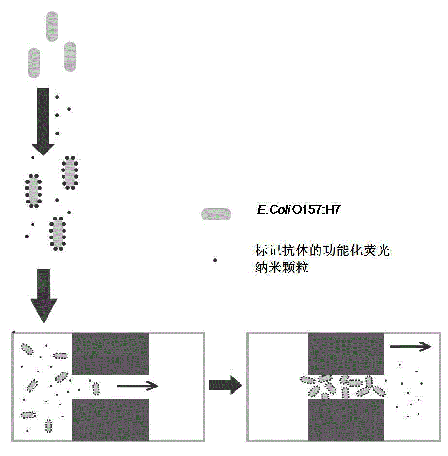 Method for quickly detecting colibacillus and used micro flow control chip as well as preparation technique