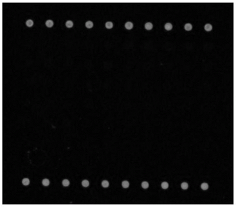 Micro-array chip detection method for 10 on-melon diseases and used chip probe