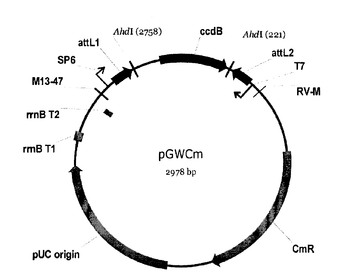 Soybean GmFTL3 protein and soybean GmFTL5 protein as well as applications thereof