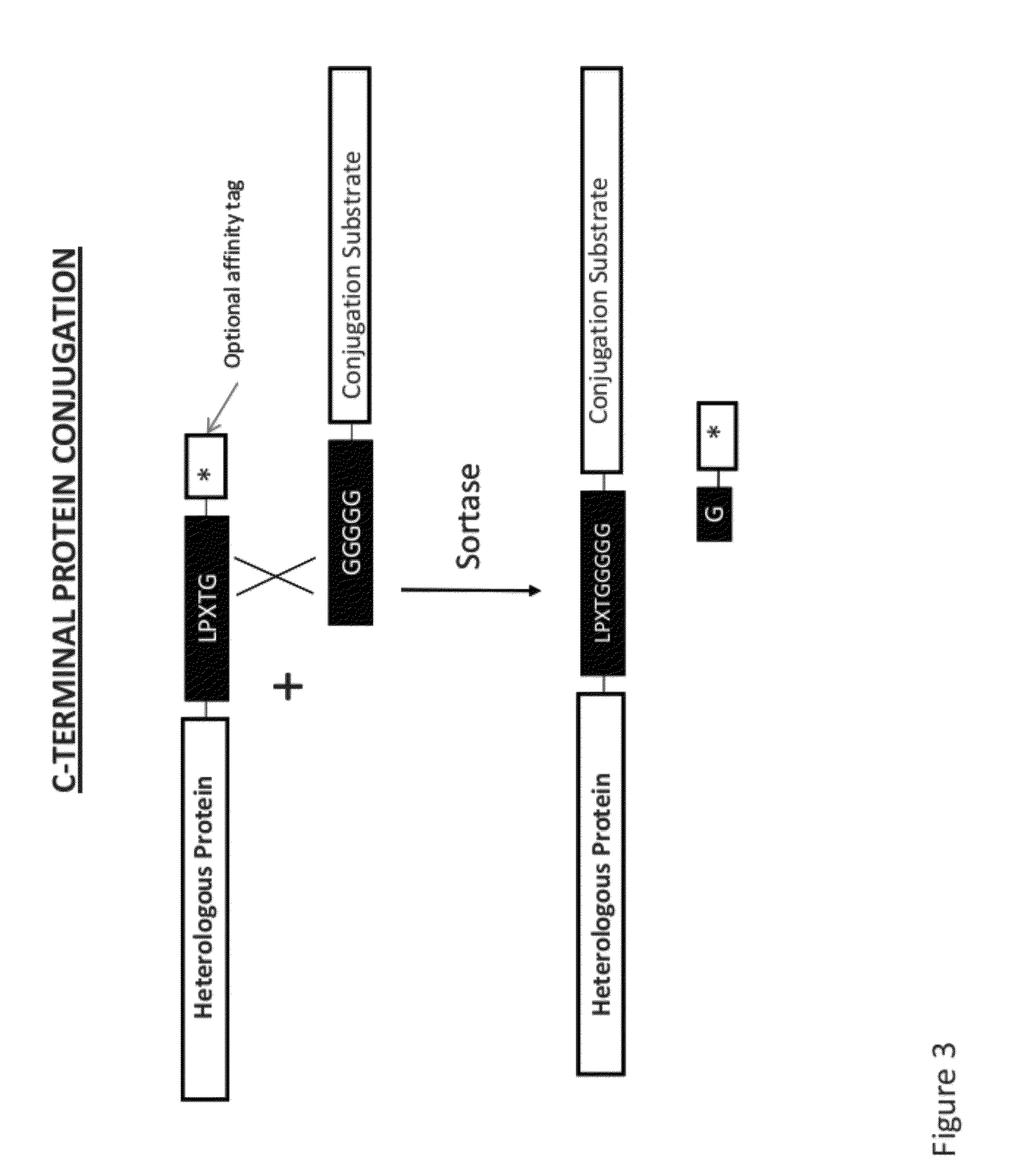 Compositions and methods for enhancing production of a biological product