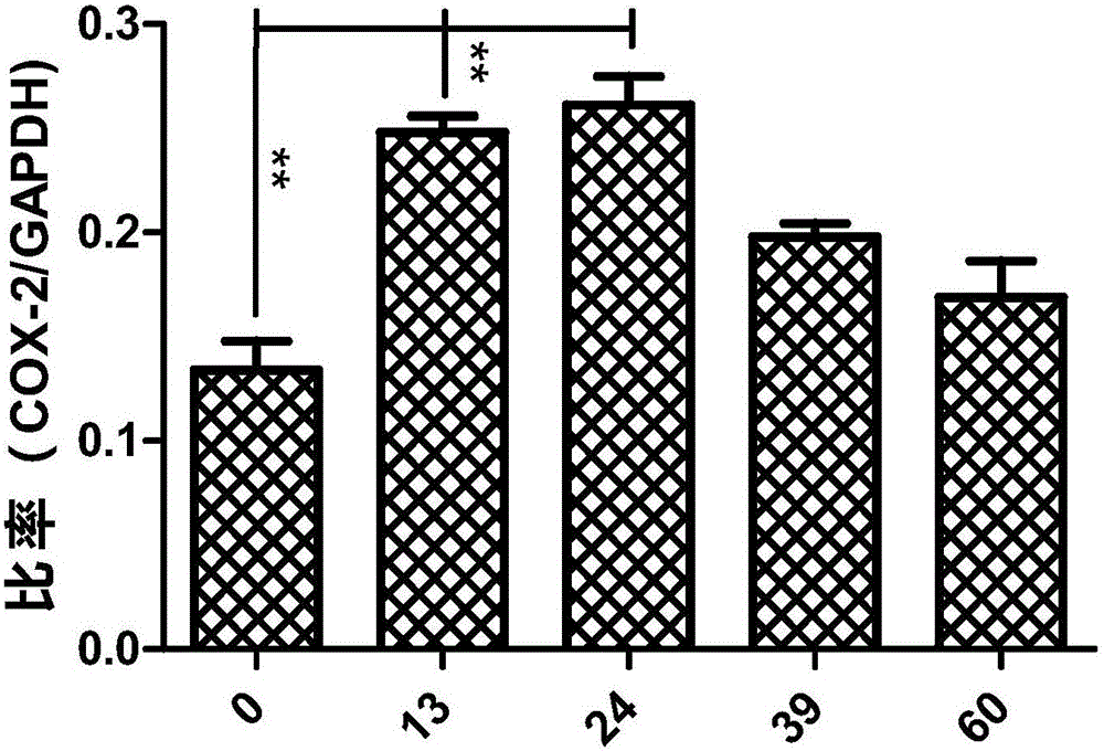 Pleura/meninges patch and preparation method thereof