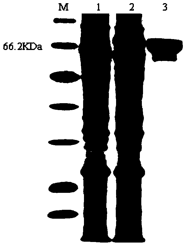 A kind of preparation method and application of recombinant Aspergillus niger glucose oxidase