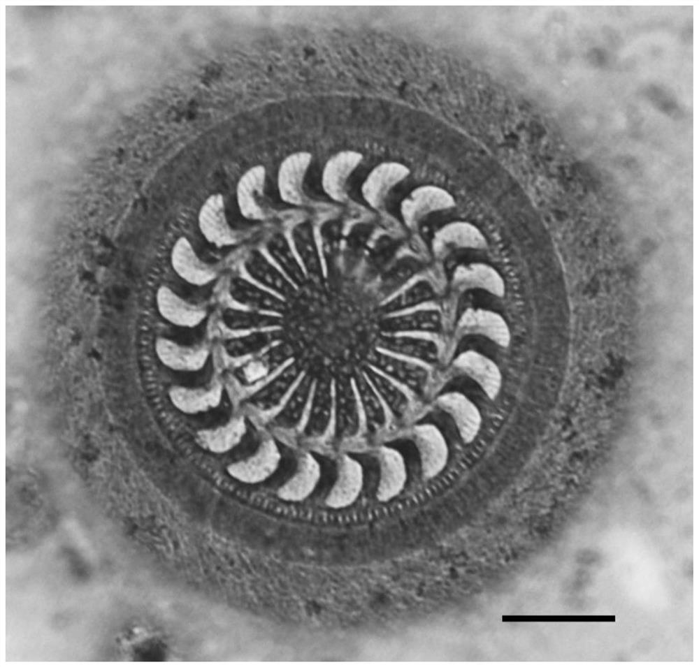 A Rapid Preparation Method of Dry Silver Stained Samples of Freshwater Ciliates