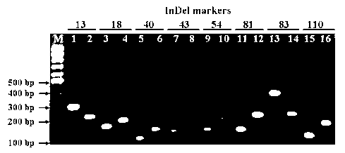 Method for identifying maize intercross species by using molecular marker