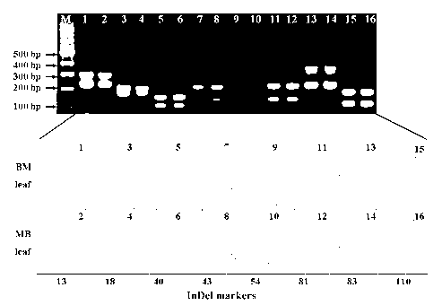 Method for identifying maize intercross species by using molecular marker