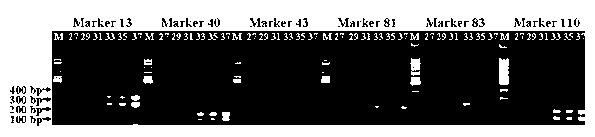 Method for identifying maize intercross species by using molecular marker