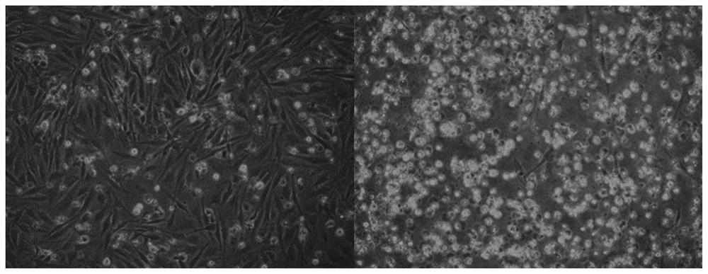 Application of poultry-derived chemotactic factor CCL19 in preparation of antiviral product