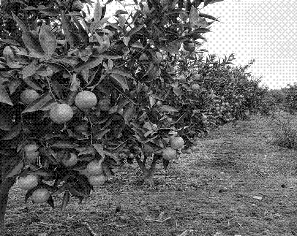 Ecological special fertilizer for tangerine