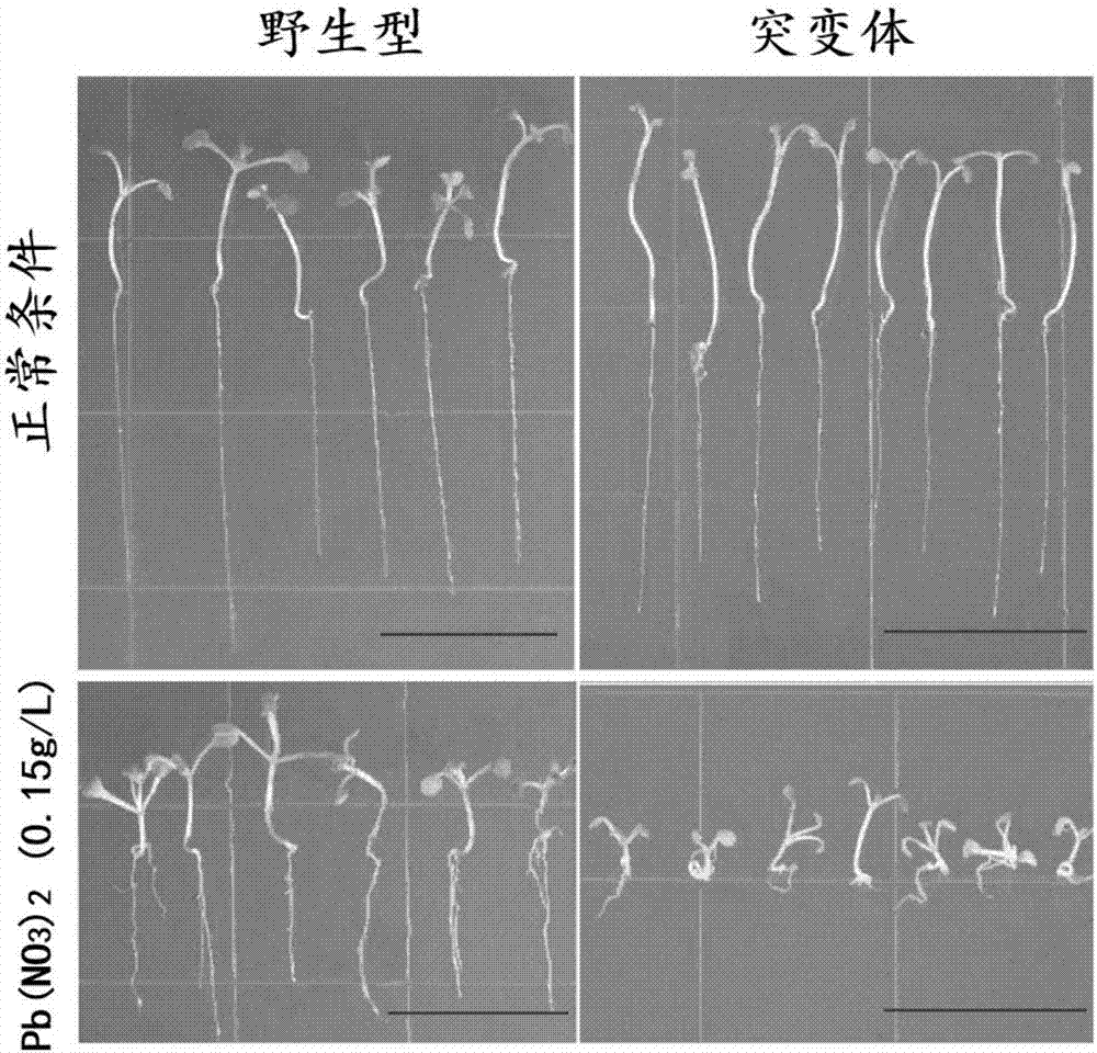 Application of corn ZmbZIP107 gene in cultivation of lead stress-resistant plants