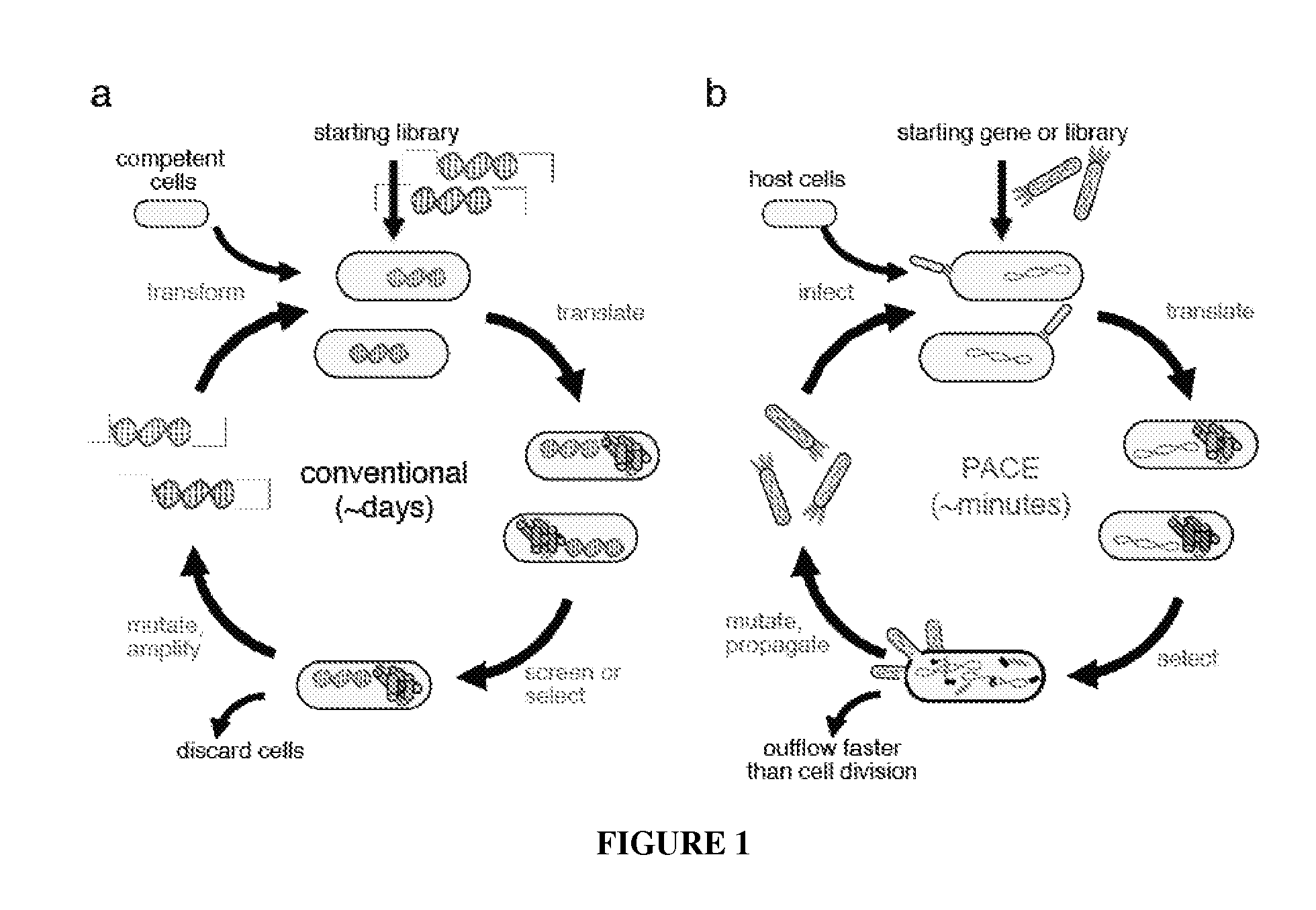 Continuous directed evolution