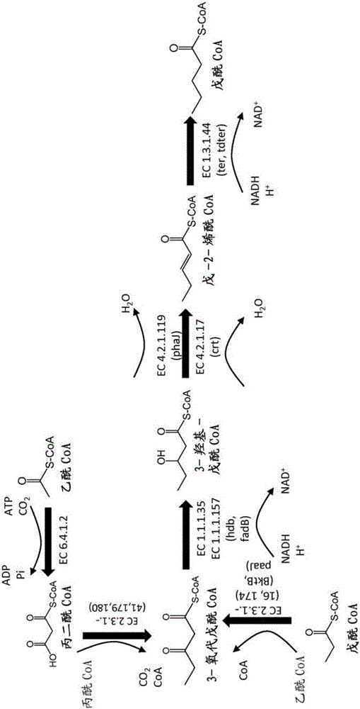 Methods, reagents and cells for biosynthesizing compounds