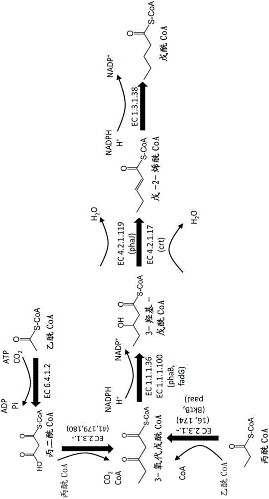 Methods, reagents and cells for biosynthesizing compounds