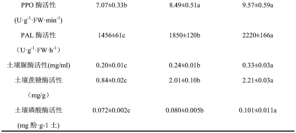 Ecological cultivation method for preventing and controlling pepper phytophthora blight and improving quality and efficiency by utilizing dandelion planting