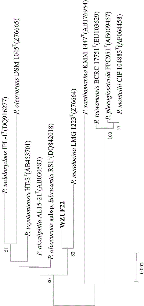 Heterotrophic nitrification-aerobic denitrification Pseudomonas mendoza and its cultivation and application